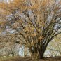 European Hazelnut Corylus avellana 10 Seeds