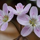 Spring Beauty  50 Seeds  Claytonia virginica