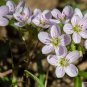 Spring Beauty 50 Seeds Claytonia virginica