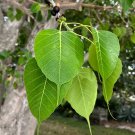 Sacred Fig Bodhi Tree Ficus religiosa 100 Seeds