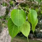 Sacred Fig Bodhi Tree Ficus religiosa 100 Seeds