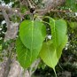 Sacred Fig Bodhi Tree Ficus religiosa 100 Seeds