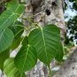 Sacred Fig Bodhi Tree Ficus religiosa 100 Seeds
