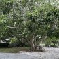 Sacred Fig Bodhi Tree Ficus religiosa 100 Seeds