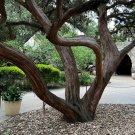Ashe Juniper Juniperus ashei 20 Seeds Ashe Juniper Juniperus ashei 20 Seeds
