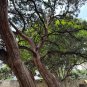 Ashe Juniper Juniperus ashei 20 Seeds