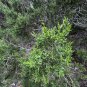 Ashe Juniper Juniperus ashei 20 Seeds