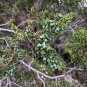 Ashe Juniper Juniperus ashei 20 Seeds