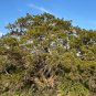 Ashe Juniper Juniperus ashei 20 Seeds