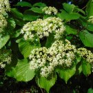 Arrowwood Viburnum  100 Seeds  Viburnum dentatum