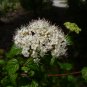 Arrowwood Viburnum  100 Seeds  Viburnum dentatum