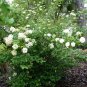 Arrowwood Viburnum  100 Seeds  Viburnum dentatum