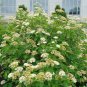 Arrowwood Viburnum  100 Seeds  Viburnum dentatum