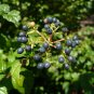 Arrowwood Viburnum  100 Seeds  Viburnum dentatum
