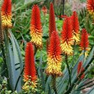 Aloe Vera  20 Seeds  Aloe barbadensis