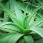 Aloe Vera 20 Seeds Aloe barbadensis