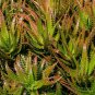 Aloe Vera 20 Seeds Aloe barbadensis