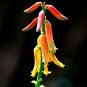 Aloe Vera 20 Seeds Aloe barbadensis
