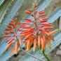 Aloe Vera 20 Seeds Aloe barbadensis