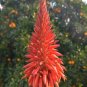 Aloe Vera 20 Seeds Aloe barbadensis