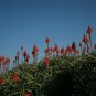Aloe Vera 20 Seeds Aloe barbadensis