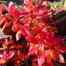 Sour Gum Black Tupelo Nyssa sylvatica 10 Seeds Sour Gum Black Tupelo Nyssa sylvatica 10 Seeds