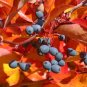 Sour Gum Black Tupelo Nyssa sylvatica 10 Seeds