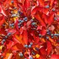 Sour Gum Black Tupelo Nyssa sylvatica 10 Seeds