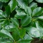 Sour Gum Black Tupelo Nyssa sylvatica 10 Seeds