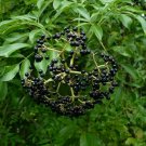 American Elderberry Sambucus canadensis 100 Seeds American Elderberry Sambucus canadensis 100 Seeds