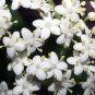 American Elderberry Sambucus canadensis 100 Seeds