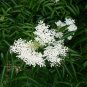 American Elderberry Sambucus canadensis 100 Seeds