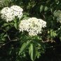 American Elderberry Sambucus canadensis 100 Seeds