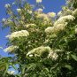 American Elderberry Sambucus canadensis 100 Seeds