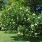 American Elderberry Sambucus canadensis 100 Seeds