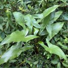 Green Arrow Arum 10 Seeds Peltandra virginica Green Arrow Arum 10 Seeds Peltandra virginica