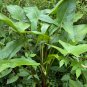 Green Arrow Arum 10 Seeds Peltandra virginica