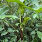 Green Arrow Arum 10 Seeds Peltandra virginica