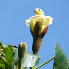 Balsa Tree Ochroma pyramidale 20 Seeds