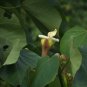 Balsa Tree Ochroma pyramidale 20 Seeds