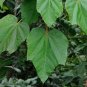 Balsa Tree Ochroma pyramidale 20 Seeds