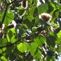 Balsa Tree Ochroma pyramidale 20 Seeds