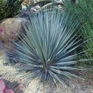 Desert Spoon Dasylirion wheeleri 100 Seeds