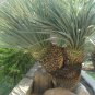 Desert Spoon Dasylirion wheeleri 100 Seeds