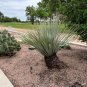 Desert Spoon Dasylirion wheeleri 100 Seeds