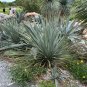 Desert Spoon Dasylirion wheeleri 100 Seeds