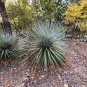 Desert Spoon Dasylirion wheeleri 100 Seeds