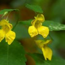 Yellow Jewelweed 20 Seeds Impatiens pallida Yellow Jewelweed 20 Seeds Impatiens pallida