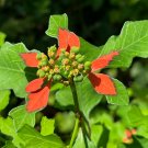 Wild Poinsettia Euphorbia cyathophora 20 Seeds Wild Poinsettia Euphorbia cyathophora 20 Seeds