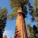 Giant Sequoia 20 Seeds Sequoiadendron Giganteum Giant Sequoia 20 Seeds Sequoiadendron Giganteum